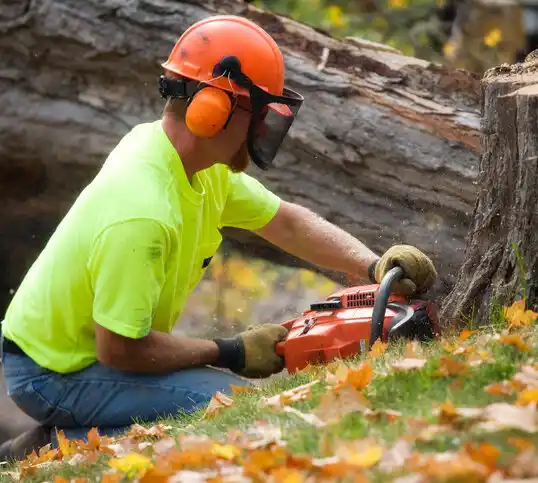 tree services Allen Park